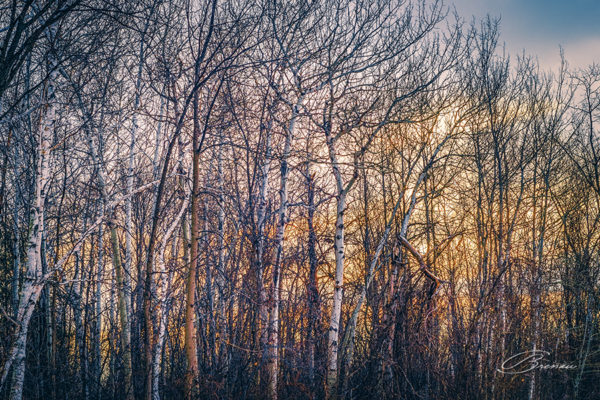 Woods at the Sunset
