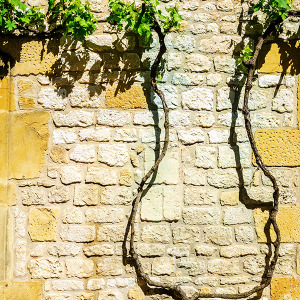 Vine Tree, Montpazier, France