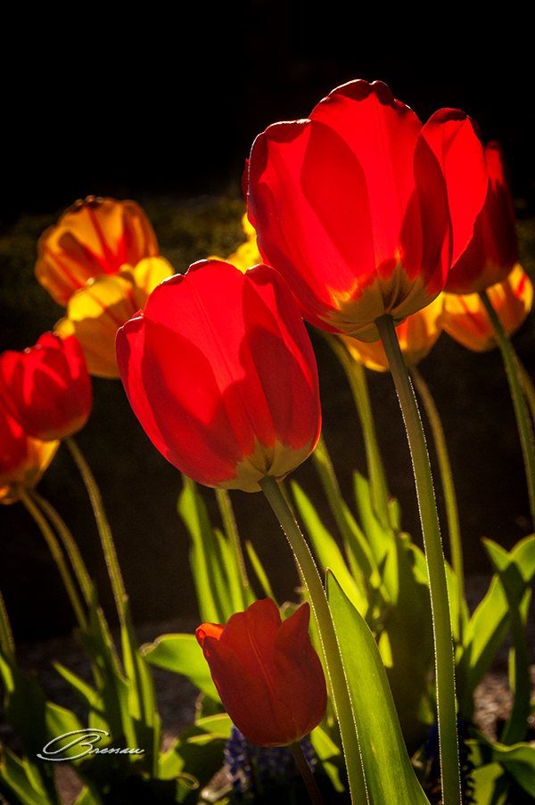 Red Tulips.