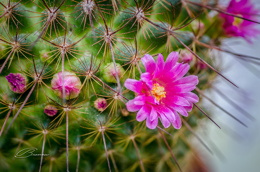 A Cactus Flower in Issigeac, France.