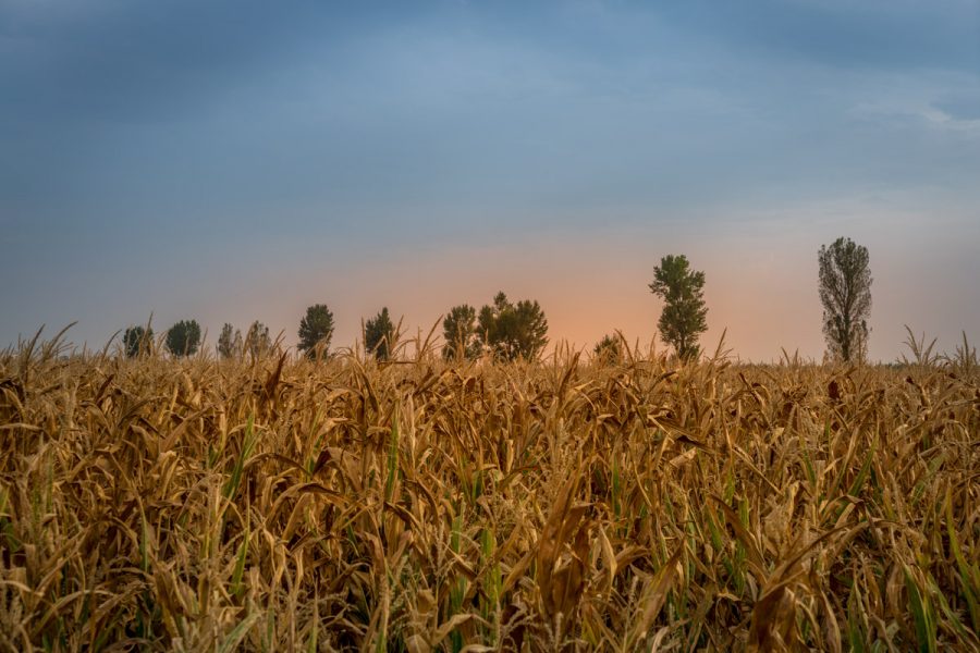 Vast Fields of Corn